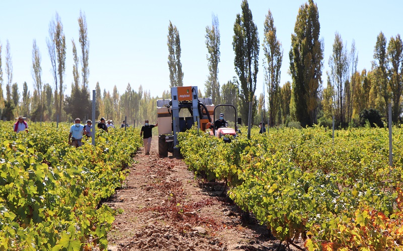 Vendimia mecanizada Cooperativa Coovicen de Quillón