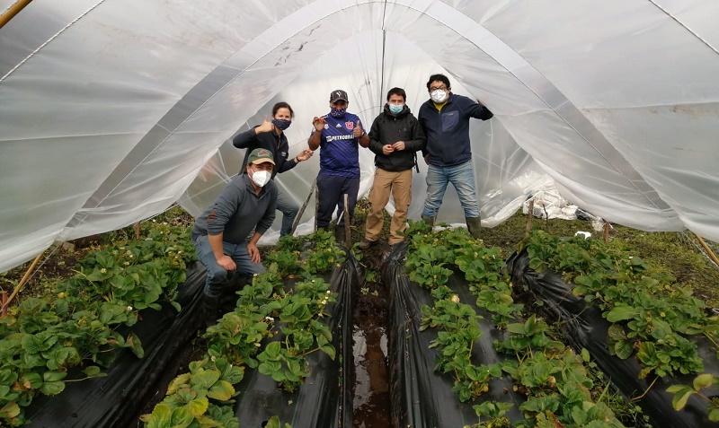 Cultivo frutillas en mesotúnel Caleta Andrade 1