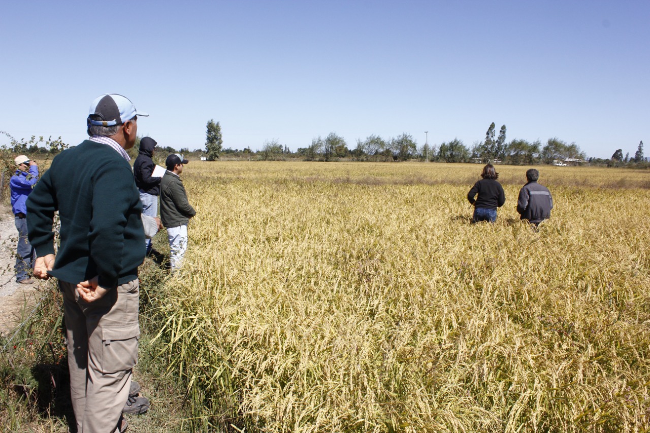 Productores INDAP acceden a Plan Siembra por Chile en Ñuble