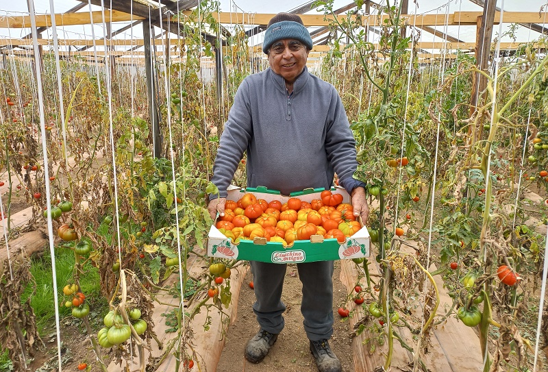 Tomate Sello Manos Campesinas 1