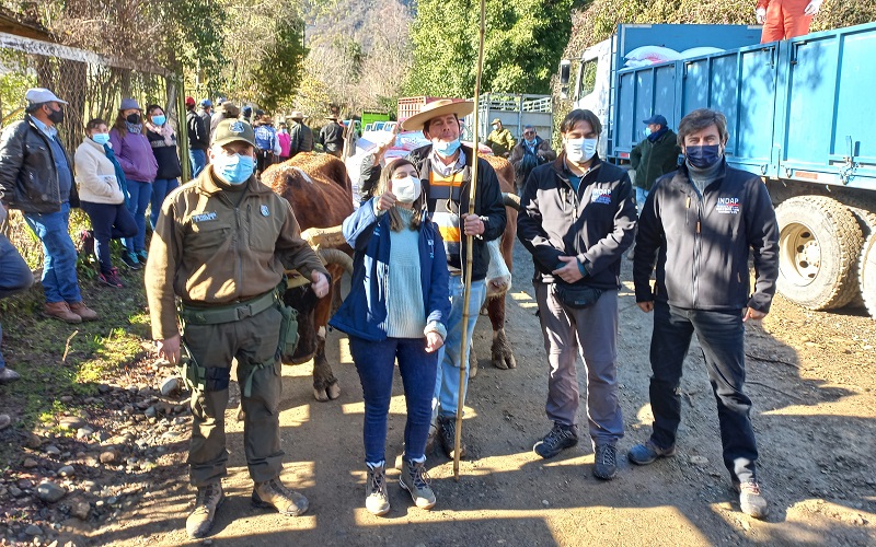 Forraje precordillera de Linares 1