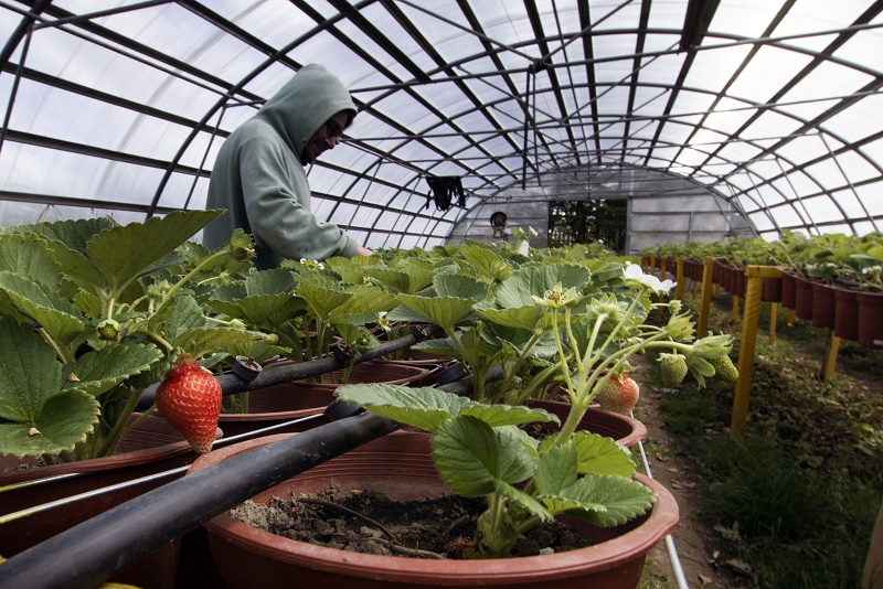 Alerta frutillas Magallanes 1