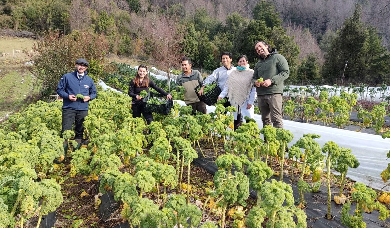 Hemisferio Sustentable - producción kale 1