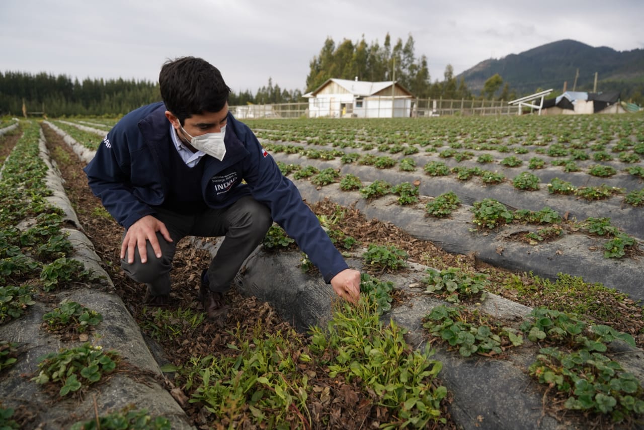 Se constituyen mesas de trabajo regionales para ir en apoyo de los productores de frutillas afectados por plaga