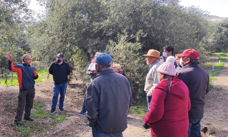 Capacitación olivicultores Huasco