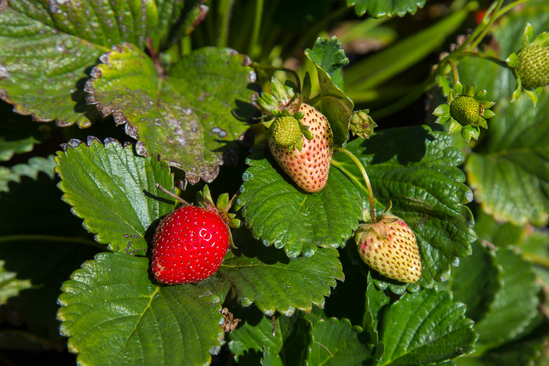 MINAGRI reafirma su compromiso en apoyo de los productores de frutilla afectados por nematodo