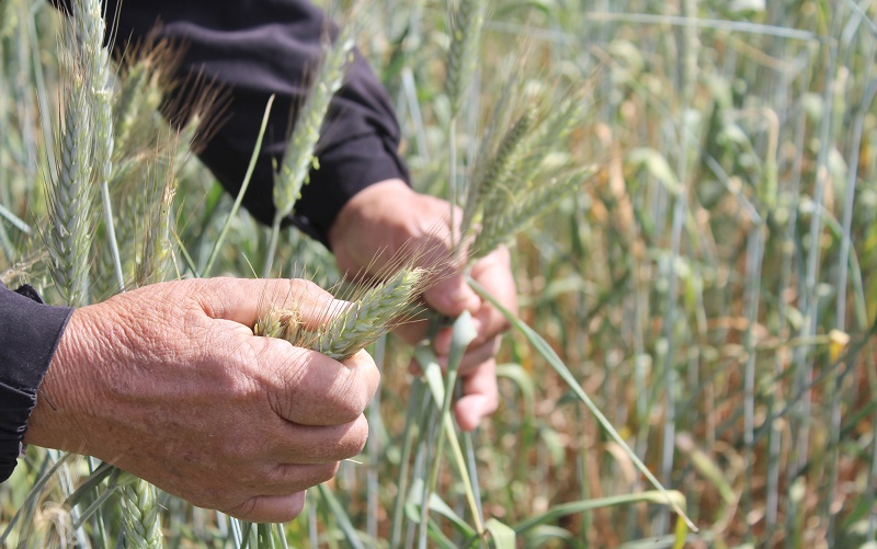 Triticale Valle del Aconcagua 1