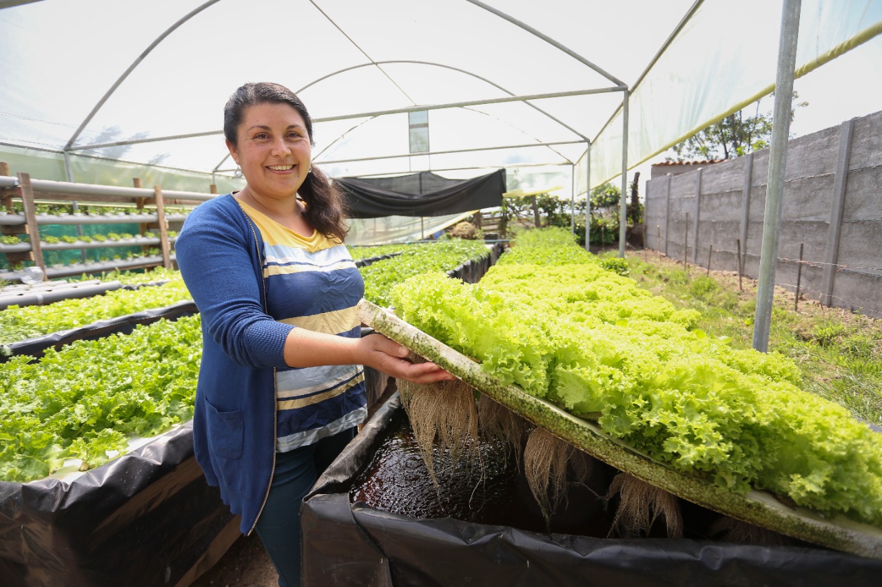 Productora de la Agricultura Familiar dedicada a la hidroponía en la Región Metropolitana, Chile