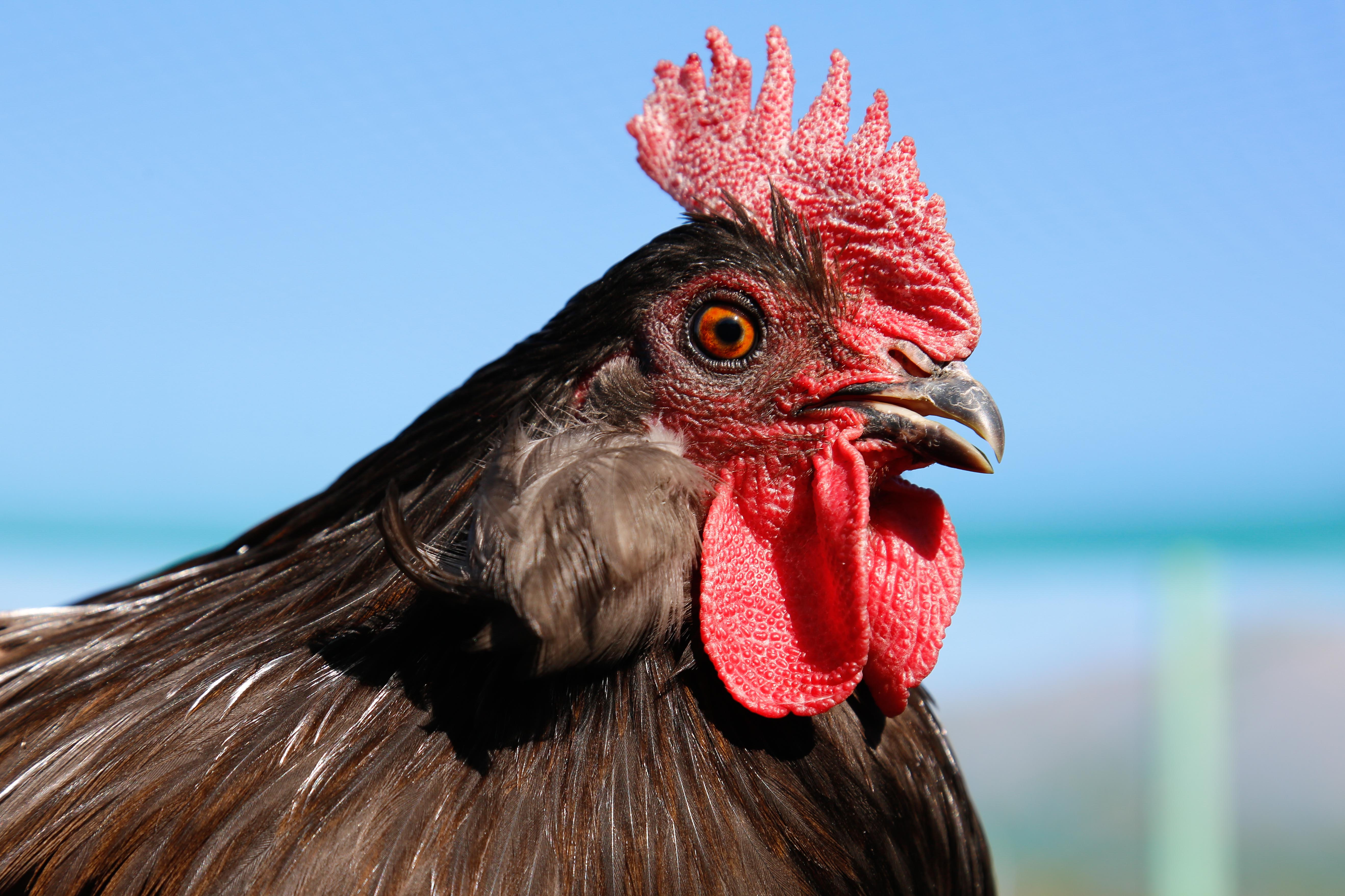 Recomendaciones para evitar contagio en aves de corral por gripe aviar