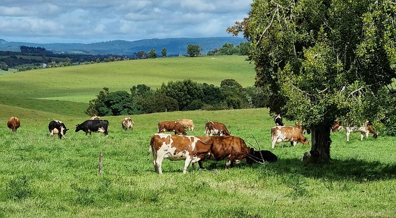 Mejoramiento genético Chiloé 