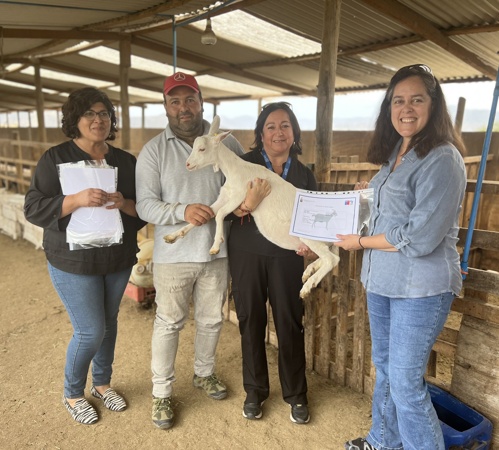 44 usuarios o usuarias de INDAP accedieron a razas caprinas con potencial productivo más alto mediante inseminación artificial