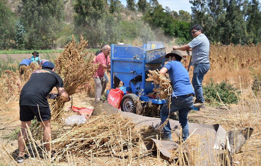 Imagen de una trilla de quinua en Papudo (archivo)