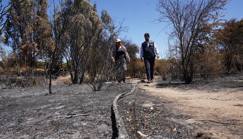 INDAP anuncia condonación de deudas y nuevo crédito para agricultores afectados por incendios