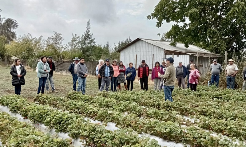 Gira Berries Prodesal Canete 1