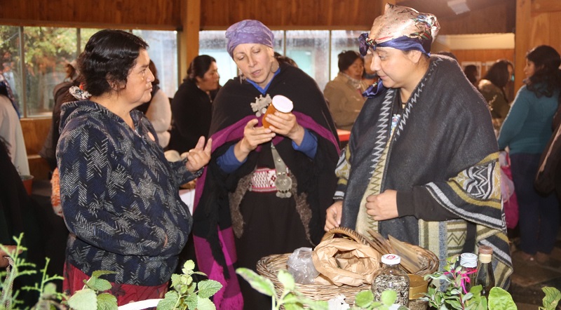 Semillas pueblo mapuche 1
