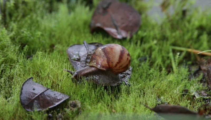 Caracol gigante africano 1