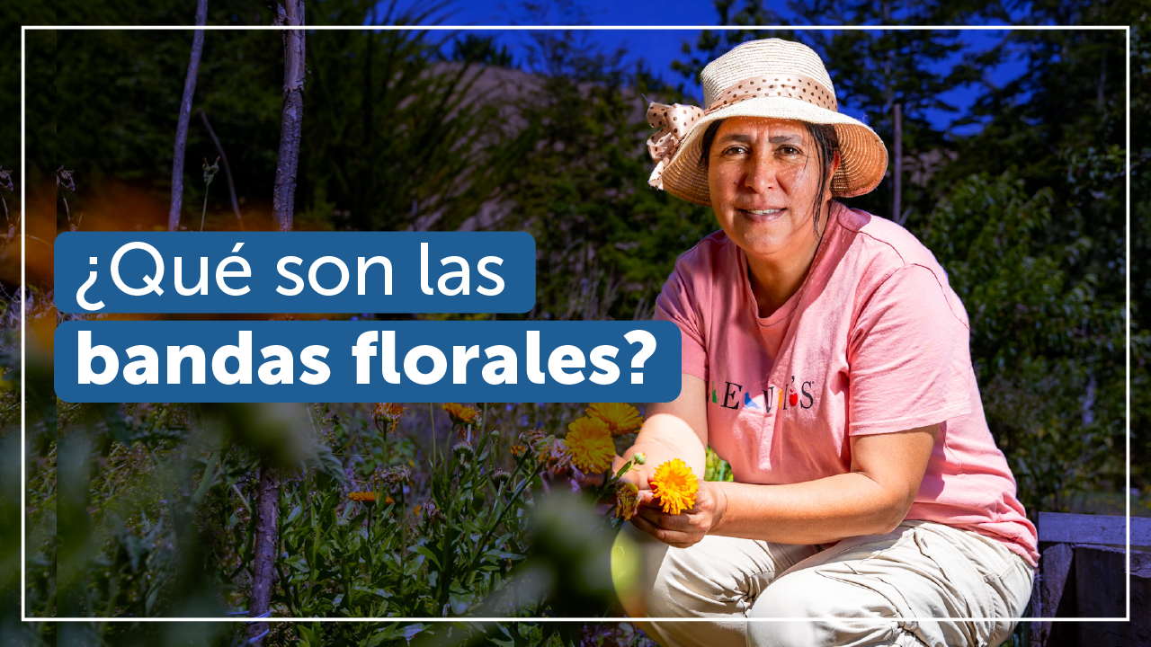 ¿Quieres potenciar tu predio?, gracias a las bandas florales lo puedes lograr