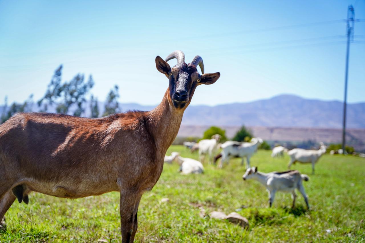 Plan Caprino Lechero en Atacama beneficia a 42 familias y sus casi 2.000 cabras