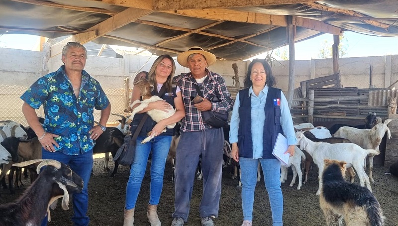 Alimentación animal crianceros Atacama