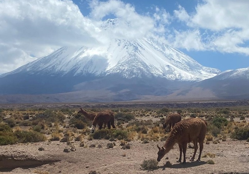 Invitan a Ganaderos Antofagasta a Participar III Congreso Internacional Camélidos-1Portada