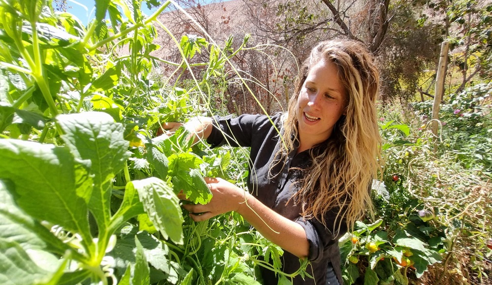 Inglesa Kate Farmer hace agricultura en Paihuano 1