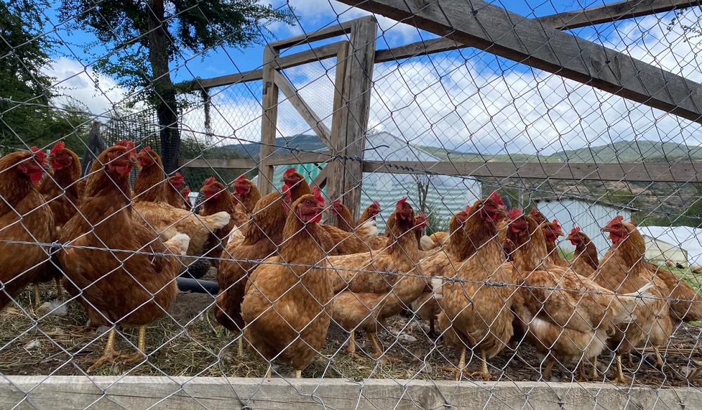 Producción avícola SAT región de Aysén