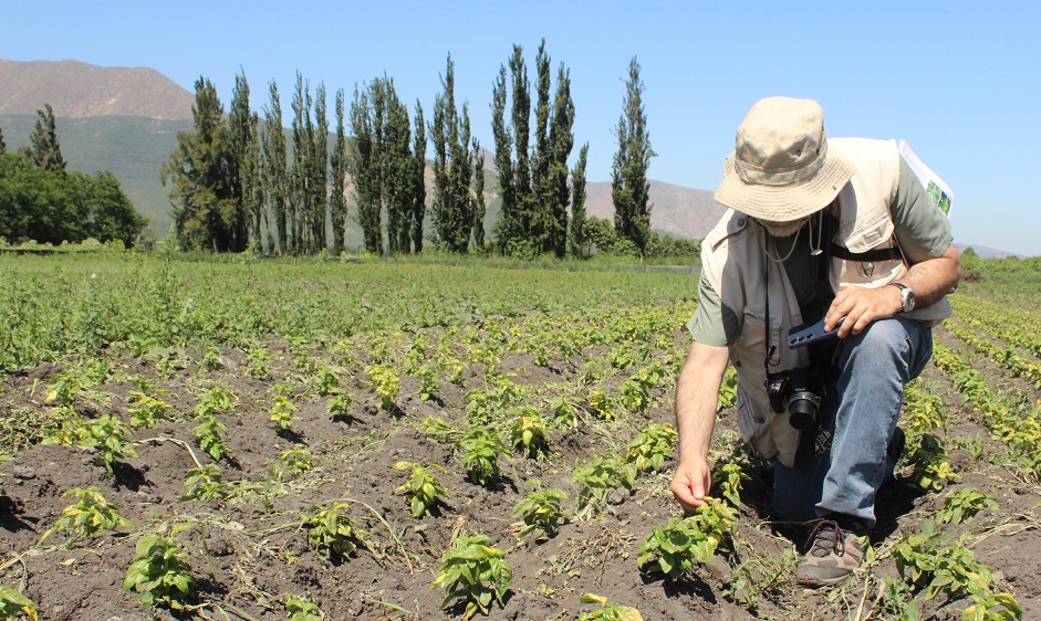 Panquehue - cultivos resilientes ante el cambio climático