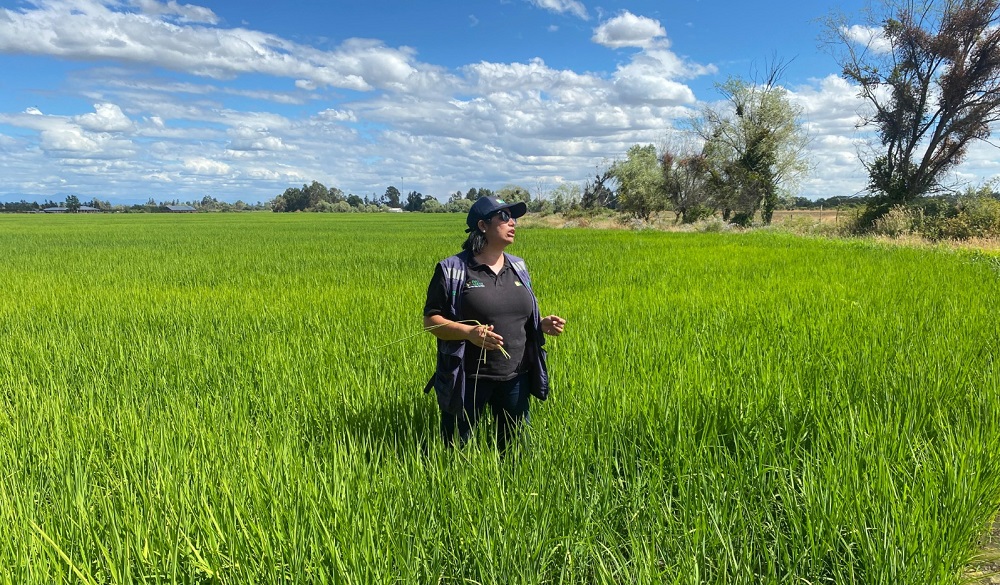 Nueva variedad de arroz Jaspe Flar en Maule