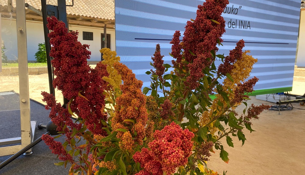 nueva variedad de quínoa Mauka