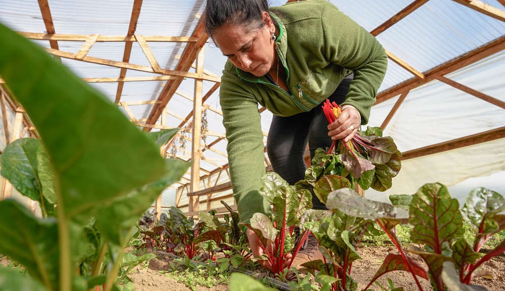 Concurso de inversiones Programa Mujeres Rurales Choapa