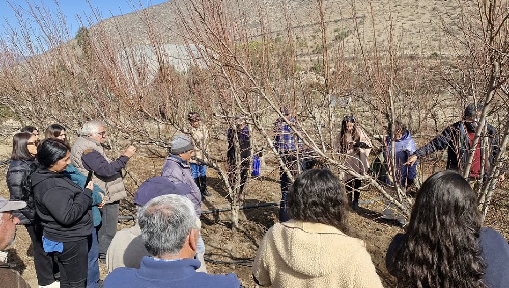 Capacitación poda de frutales caducos La Serena