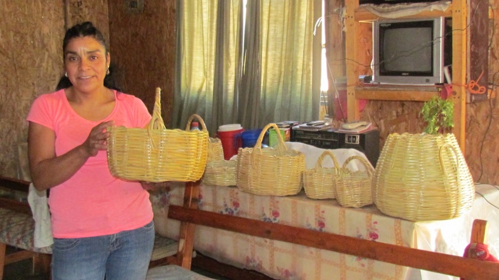 Apoyo a artesanas en totora de la provincia de Limarí