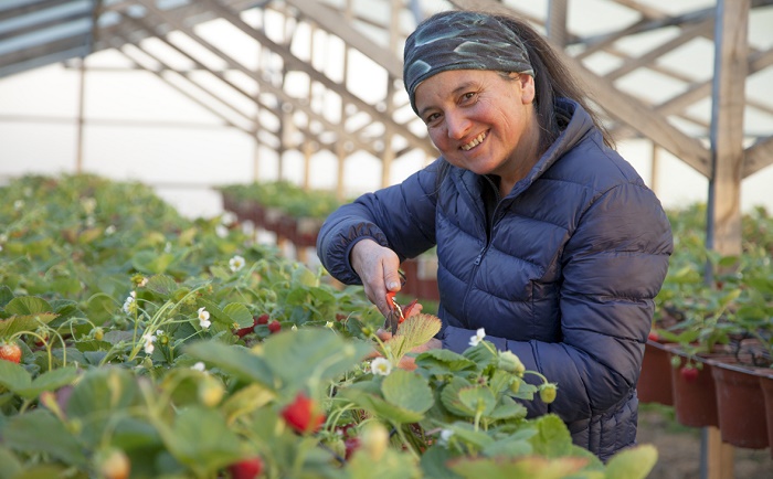 Alerta frutillas Magallanes 2