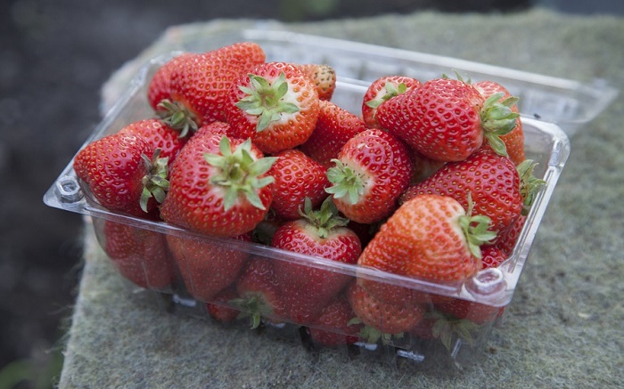 Alerta frutillas Magallanes 3