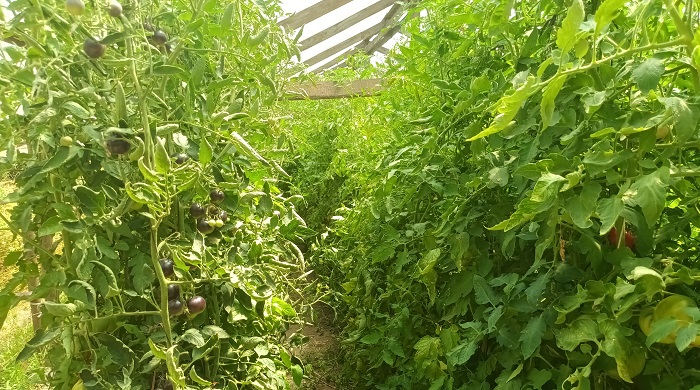 Ana Quitral - agroecología Curicó 2