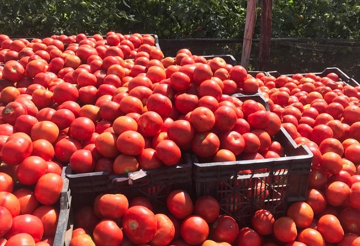 Cooperativa Limarí - tomates 3