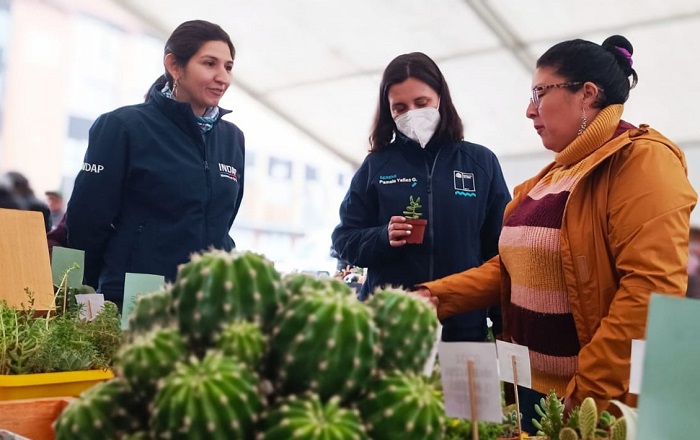 Feria de las Flores - cactus