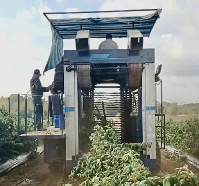 Gira Berries Prodesal Canete 2