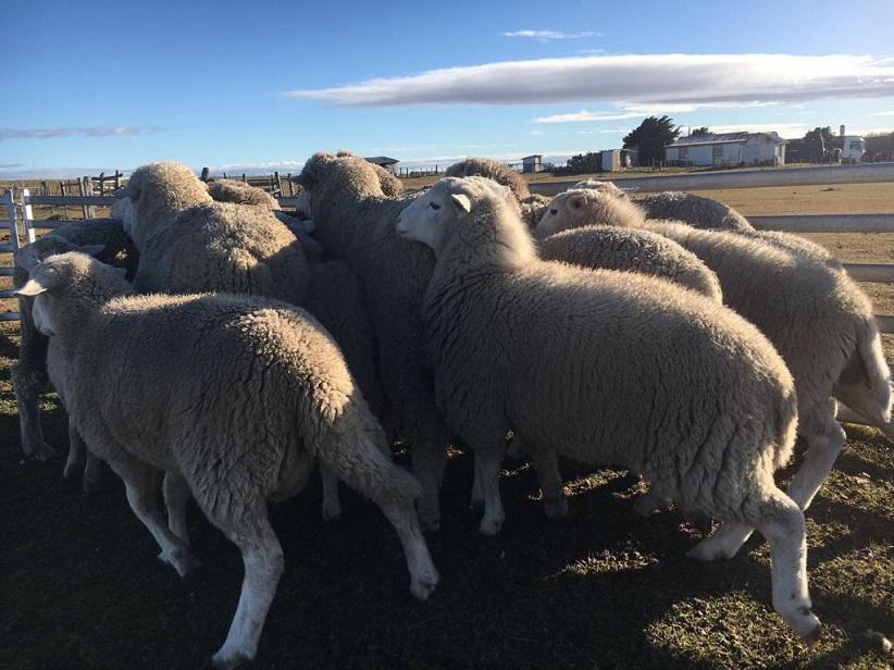 Ganadera avanza hacia el pastoreo racional y ecológico al sur de Tierra del Fuego  