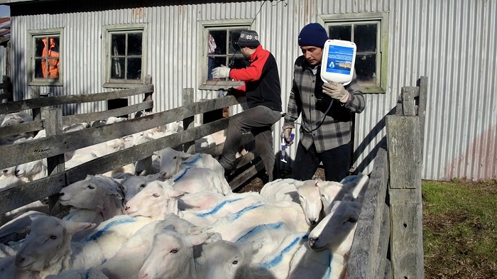 Pequeños ganaderos Tierra del Fuego 2