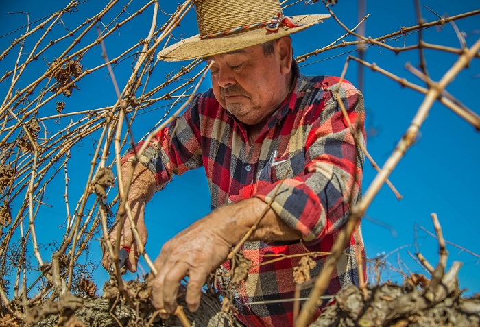 Productor de vinos José Becerra 3