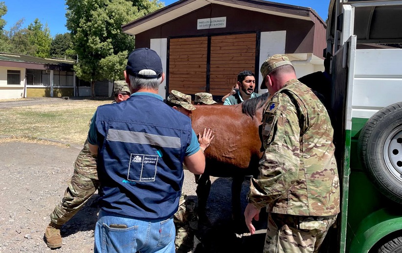 Efectivos del Hospital Veterinario están atendiendo caballos y otros animales afectados por los incendios en el sur