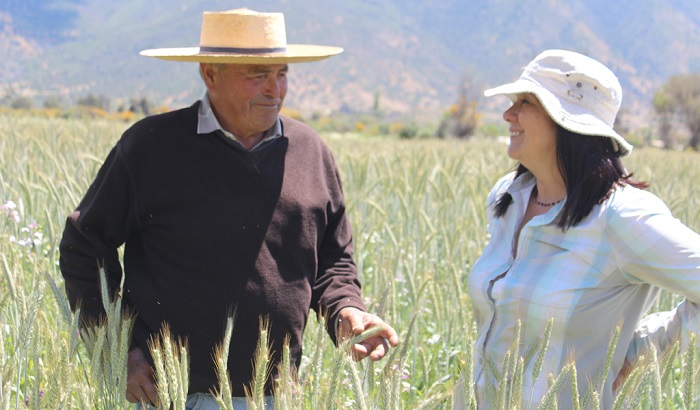 Triticale Valle del Aconcagua 2