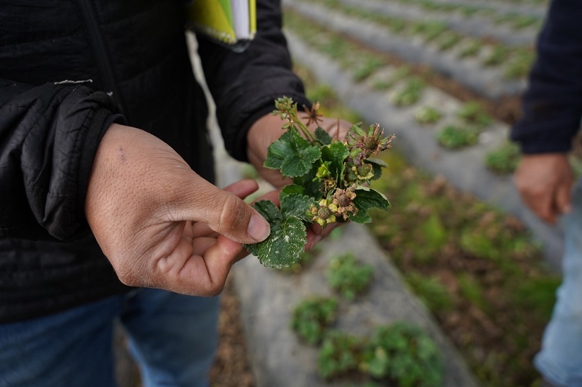 Una planta de frutilla afectada por el nematodo