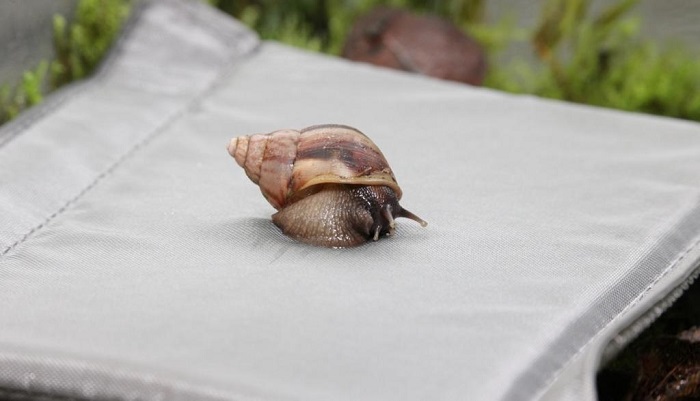 Caracol gigante africano 3