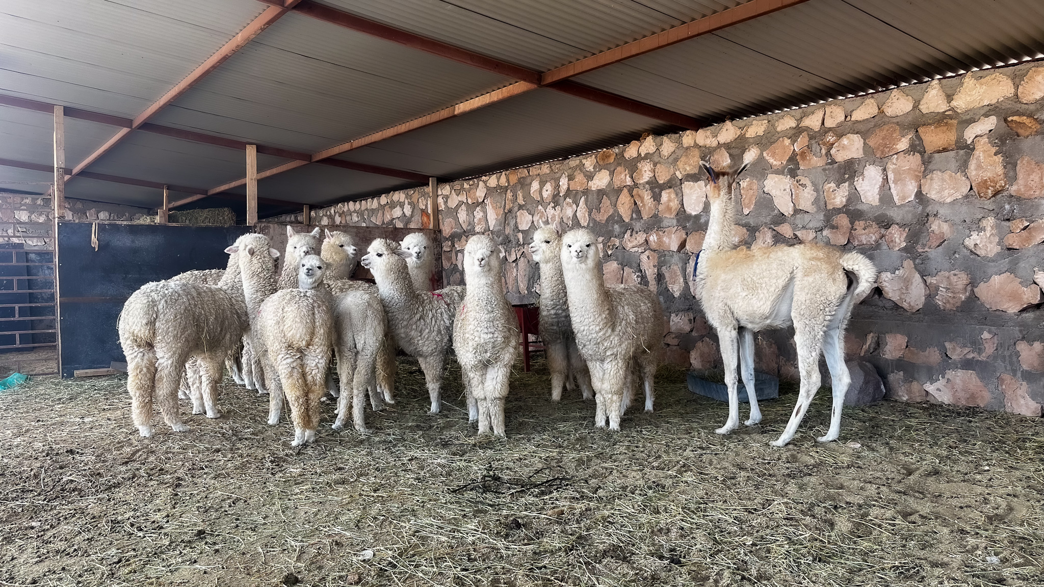 Ganaderos de camélidos continúan en la senda de la sustentabilidad con apoyo de INDAP en Tarapacá