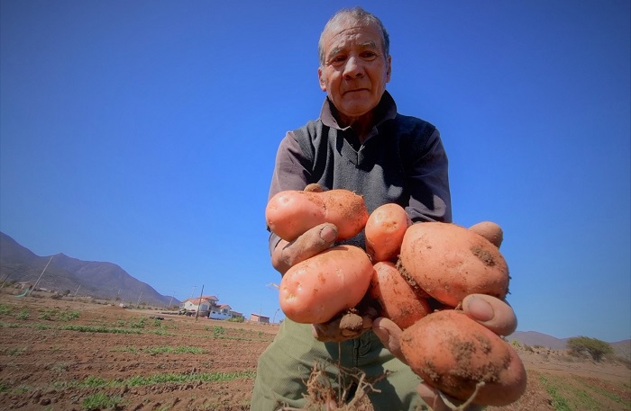 Hernán Tapia - agricultor Coquimbo 3