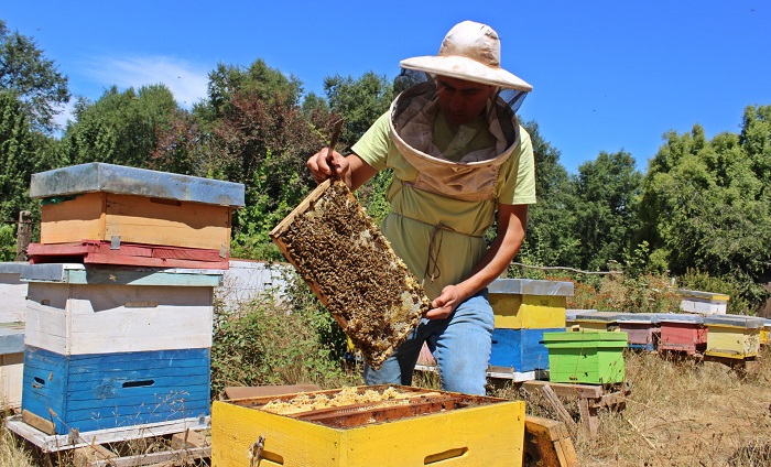 Luis Zagal - apicultor Mulchén 2