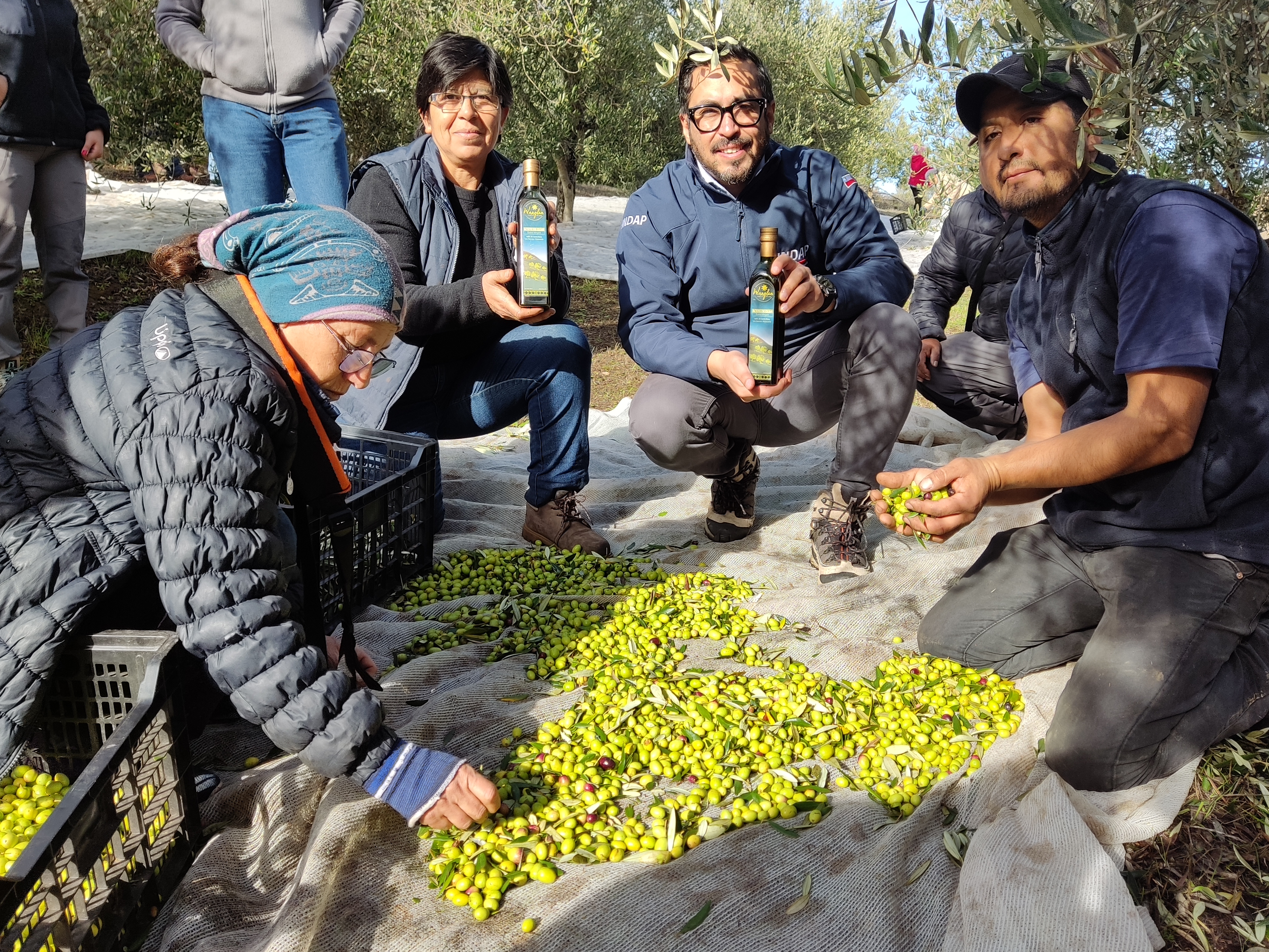Productores mapuche producen aceite de oliva con Sello Originario