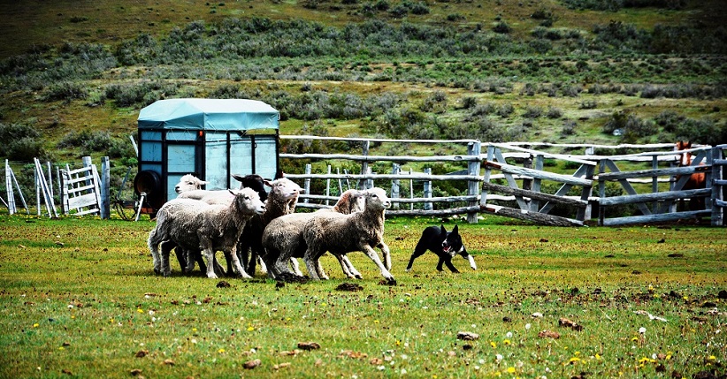 perros y cabras región de Magallanes